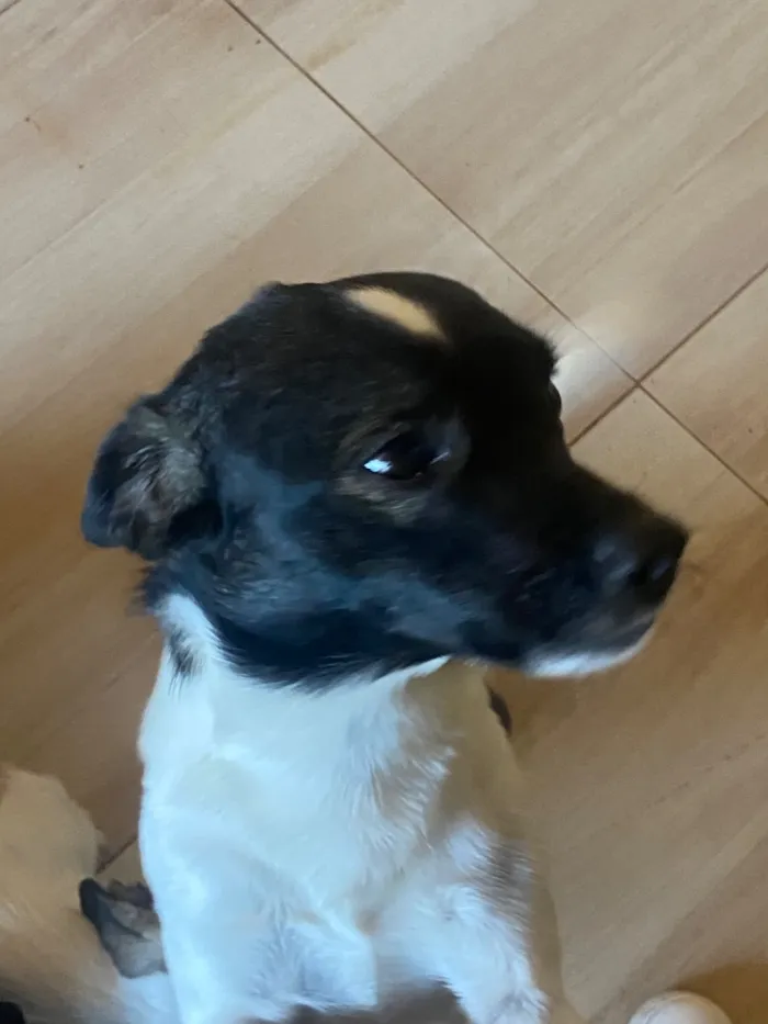 Cachorro raça SRD-ViraLata idade 2 a 6 meses nome Scot