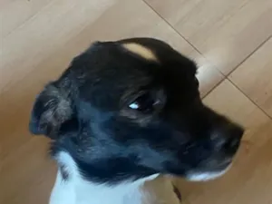 Cachorro raça SRD-ViraLata idade 2 a 6 meses nome Scot