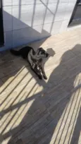 Juliet