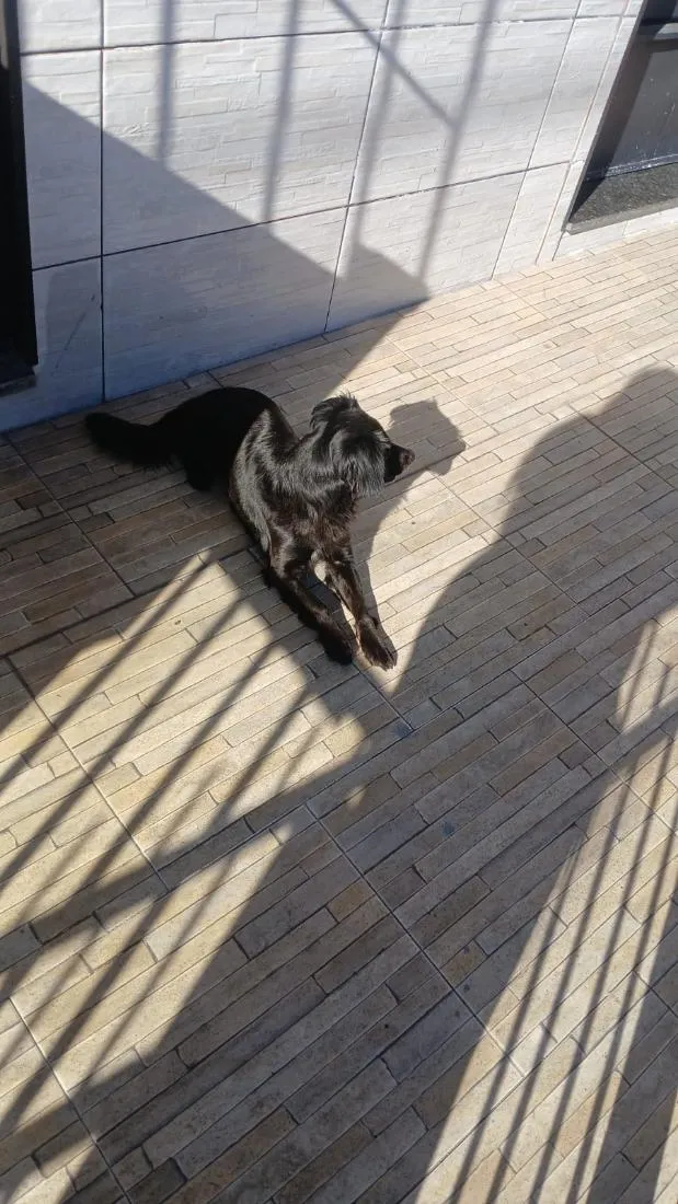 Cachorro raça SRD-ViraLata idade 1 ano nome Juliet