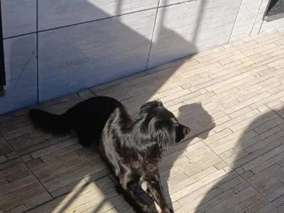 Cachorro raça SRD-ViraLata idade 1 ano nome Juliet