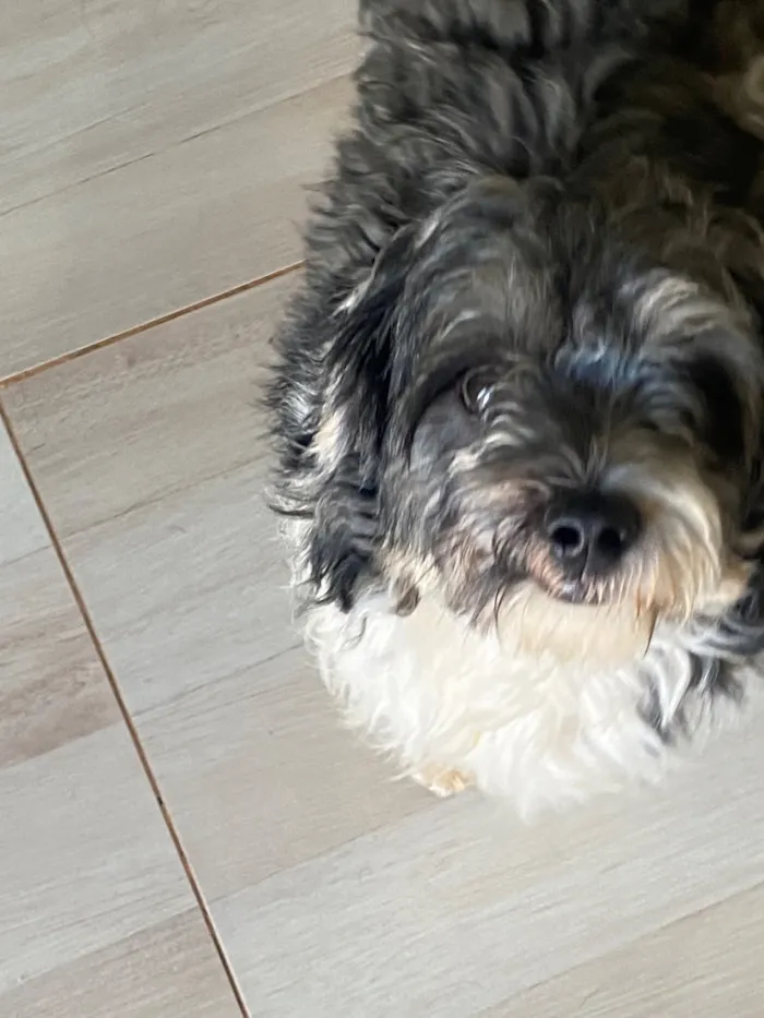 Cachorro raça SRD-ViraLata idade 2 a 6 meses nome Benjamim
