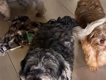 Cachorro raça SRD-ViraLata idade 2 a 6 meses nome Benjamim
