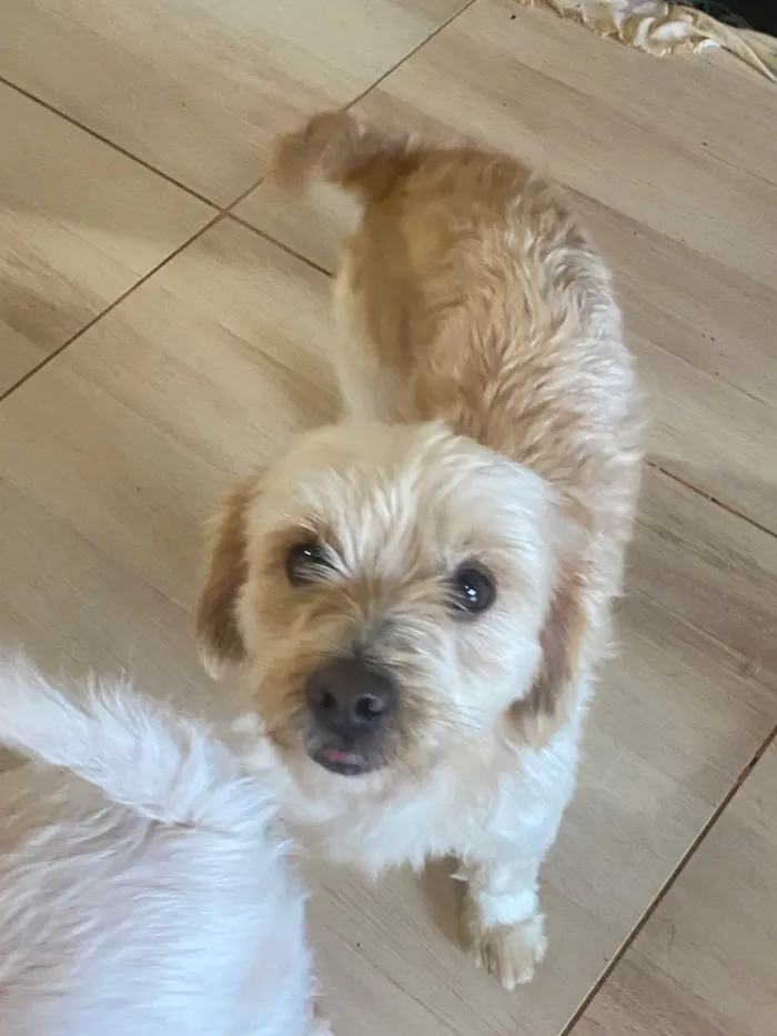 Cachorro raça SRD-ViraLata idade 2 a 6 meses nome Chocolate