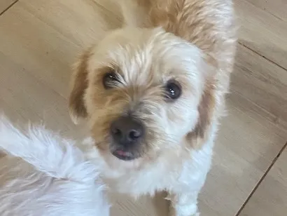 Cachorro raça SRD-ViraLata idade 2 a 6 meses nome Chocolate