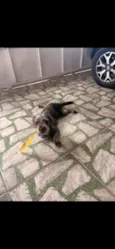 Laika