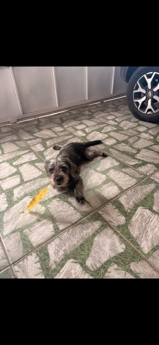Cachorro raça SRD-ViraLata idade 2 a 6 meses nome Laika