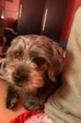 Laika
