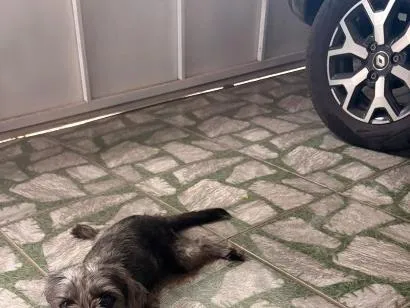 Cachorro raça SRD-ViraLata idade 2 a 6 meses nome Laika