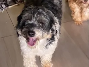Cachorro raça SRD-ViraLata idade 2 a 6 meses nome Benjamim