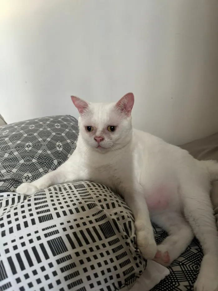 Gato raça Siamês idade 3 anos nome Snow