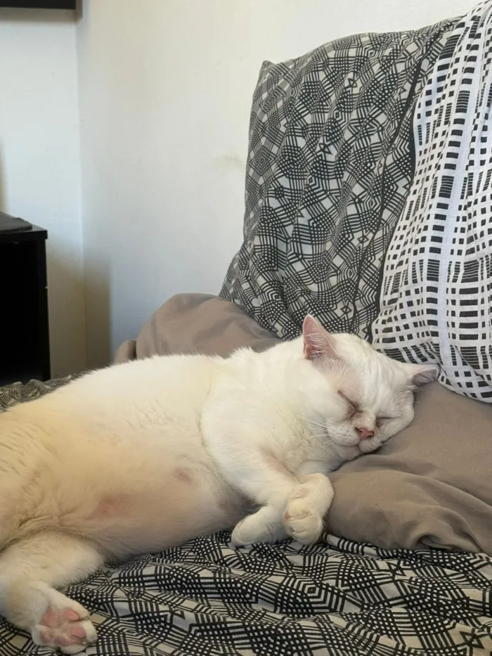 Gato raça Siamês idade 3 anos nome Snow