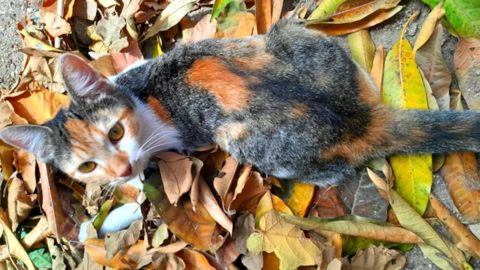 Gato raça SRD-ViraLata idade 2 anos nome Venus