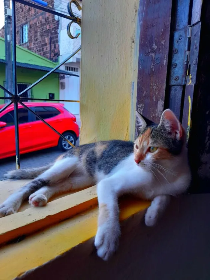 Gato raça SRD-ViraLata idade 2 anos nome Venus