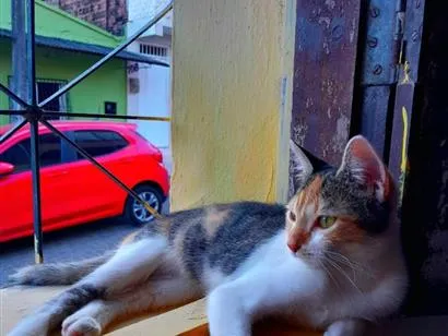 Gato raça SRD-ViraLata idade 2 anos nome Venus