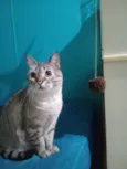 Nêne