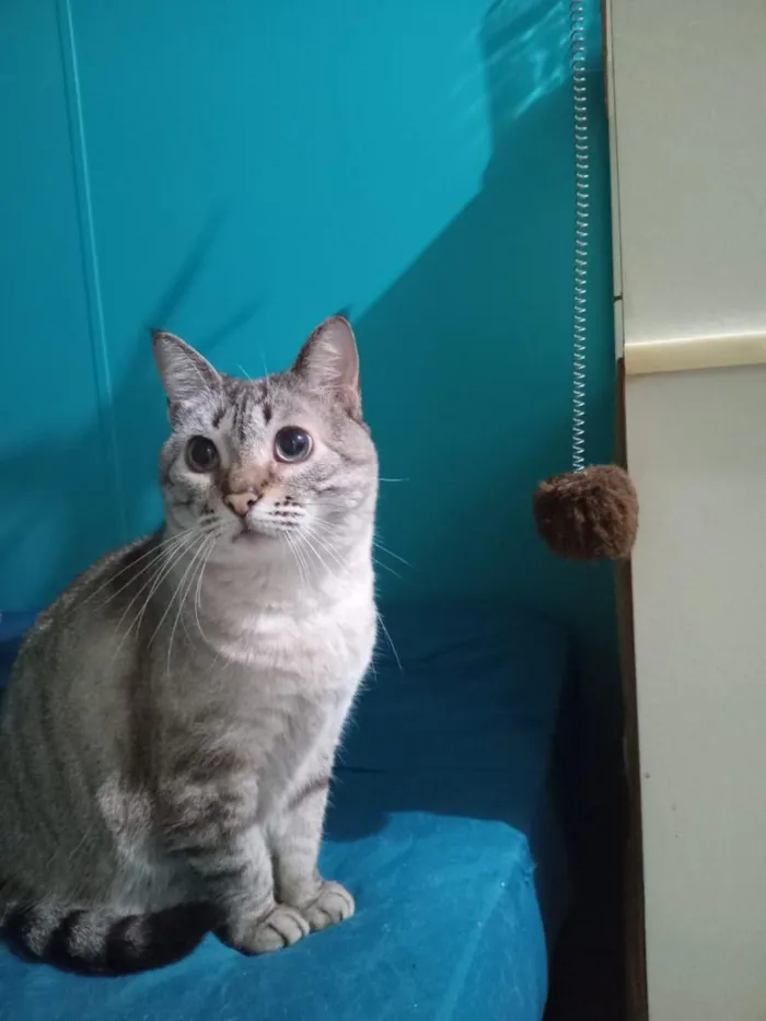 Gato raça SRD-ViraLata idade 3 anos nome Nêne