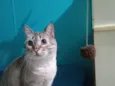 Nêne