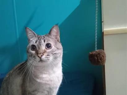 Gato raça SRD-ViraLata idade 3 anos nome Nêne