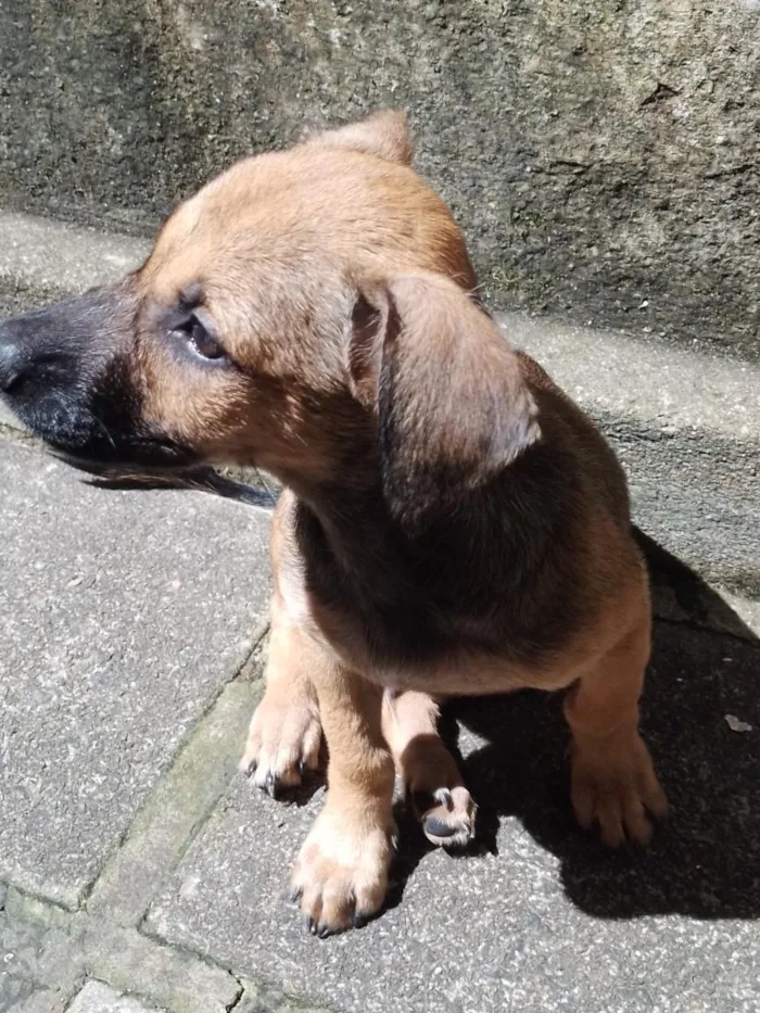 Cachorro raça SRD-ViraLata idade 2 a 6 meses nome Tom