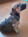 Tom
