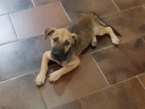 Cachorro raça SRD-ViraLata idade 2 a 6 meses nome Tom