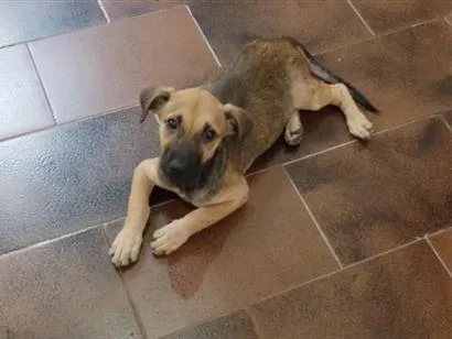 Cachorro raça SRD-ViraLata idade 2 a 6 meses nome Tom