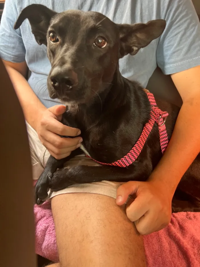 Cachorro raça SRD-ViraLata idade 3 anos nome Pretinha