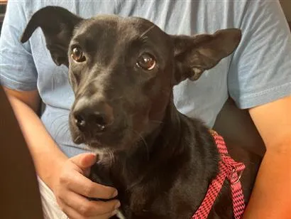 Cachorro raça SRD-ViraLata idade 3 anos nome Pretinha