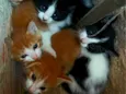 Esses bebês merecem uma chance. Adote um gatinho!