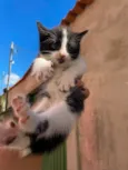 Esses bebês merecem uma chance. Adote um gatinho!