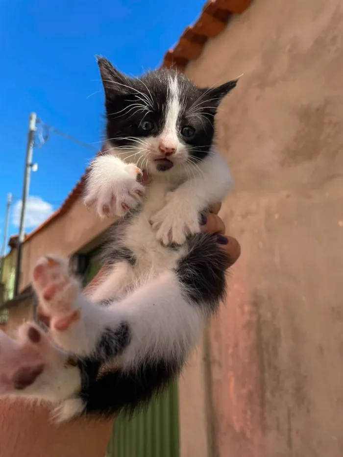 Gato raça SRD-ViraLata idade Abaixo de 2 meses nome Esses bebês merecem uma chance. Adote um gatinho!