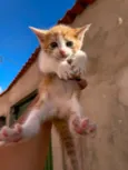 Esses bebês merecem uma chance. Adote um gatinho!
