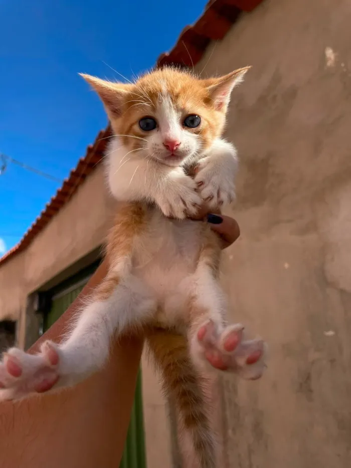 Gato raça SRD-ViraLata idade Abaixo de 2 meses nome Esses bebês merecem uma chance. Adote um gatinho!