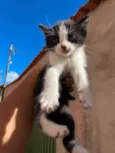Esses bebês merecem uma chance. Adote um gatinho!