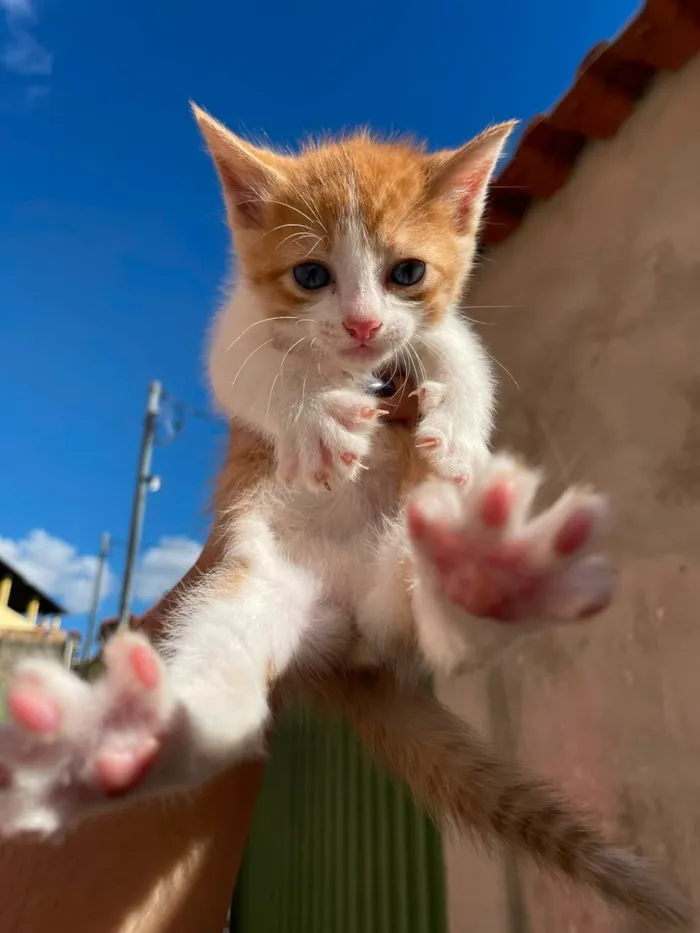 Gato raça SRD-ViraLata idade Abaixo de 2 meses nome Esses bebês merecem uma chance. Adote um gatinho!