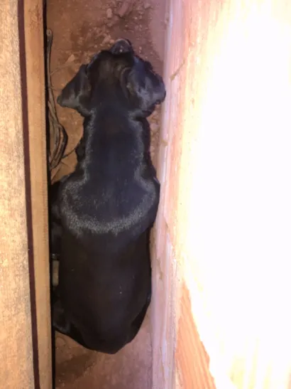 Cachorro raça SRD-ViraLata idade 7 a 11 meses nome E de rua mais chamo de pretinha