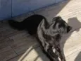 Juliet
