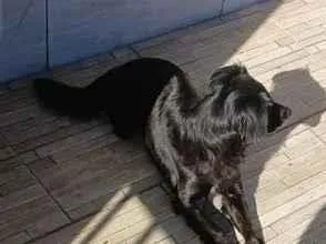Cachorro raça SRD-ViraLata idade 1 ano nome Juliet