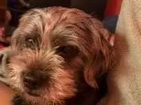 Cachorro raça SRD-ViraLata idade 2 a 6 meses nome Laika