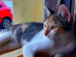 Gato raça SRD-ViraLata idade 2 anos nome Venus