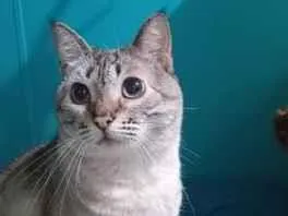 Gato raça SRD-ViraLata idade 3 anos nome Nêne