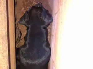 Cachorro raça SRD-ViraLata idade 7 a 11 meses nome E de rua mais chamo de pretinha