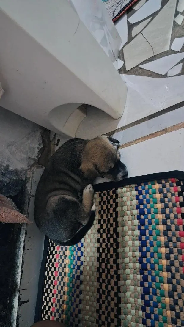 Cachorro raça SRD-ViraLata idade Abaixo de 2 meses nome luck