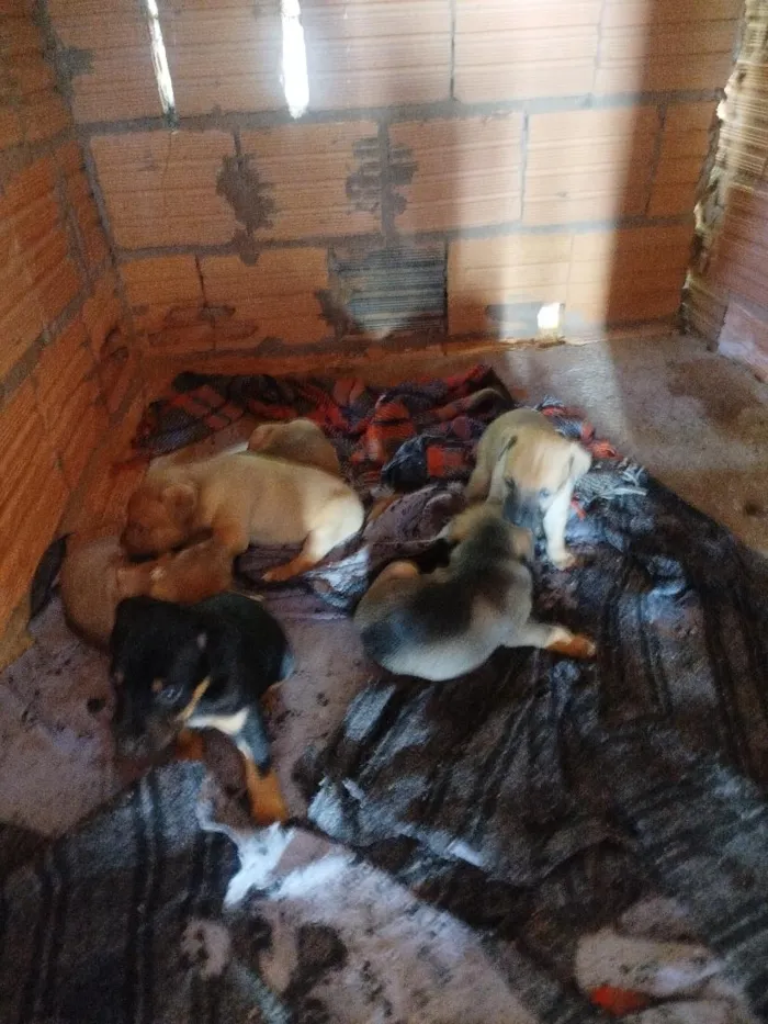 Cachorro raça SRD-ViraLata idade 2 a 6 meses nome vários 