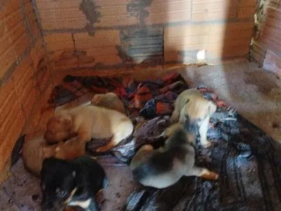Cachorro raça SRD-ViraLata idade 2 a 6 meses nome vários 