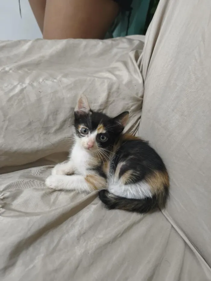Gato raça SRD-ViraLata idade 2 a 6 meses nome Zuri