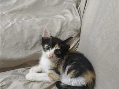 Gato raça SRD-ViraLata idade 2 a 6 meses nome Zuri