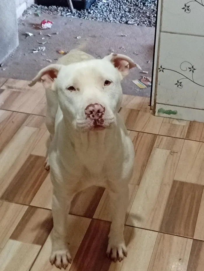 Cachorro raça Pit-Bull idade 2 anos nome Aslan