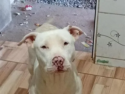Cachorro raça Pit-Bull idade 2 anos nome Aslan